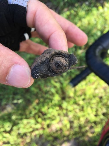 This little guy was in the road.