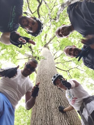 Chêne Sessile (30 m)