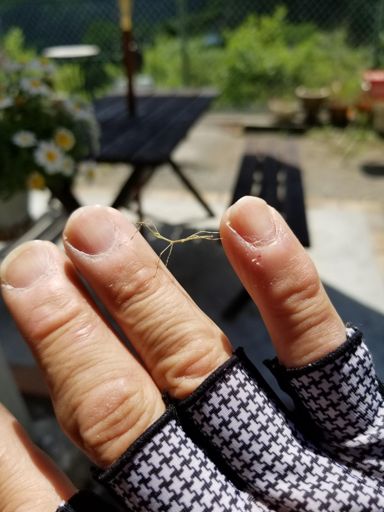 ナナフシの子供