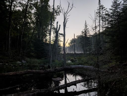 Morning light - Peavine Swamp