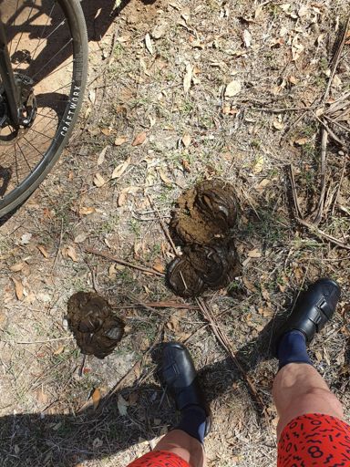 Accidentally stepped in this. Not something you have to deal with road riding...