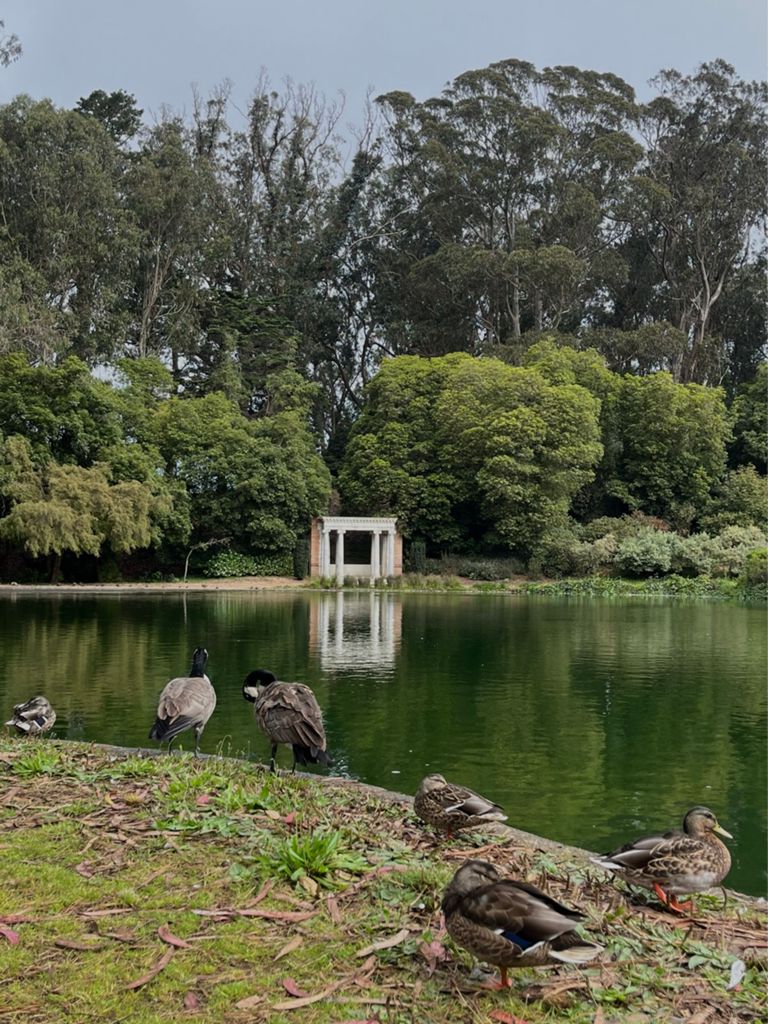 Butterlap (Presidio & Golden Gate Park) photo 196
