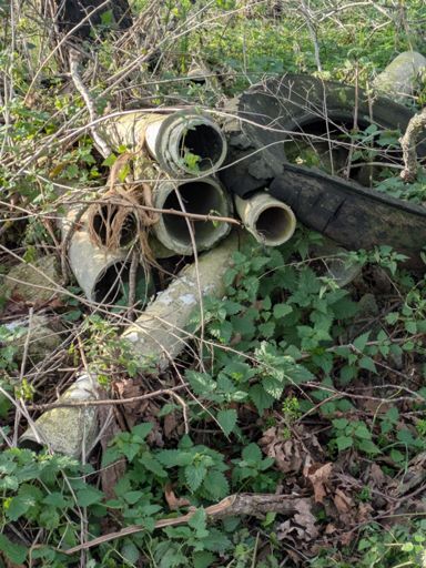 Signalement Suricate 🙄