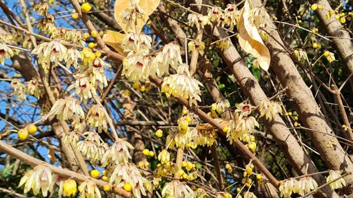 Calicanto (Chimonanthus praecox).