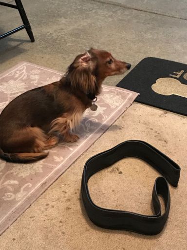 Sam guarding the new tire.