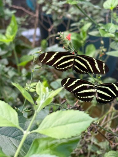 Long wing zebra. Florida’s State butterfly.