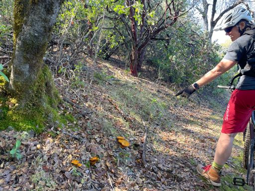 Look at them orange shrooms!