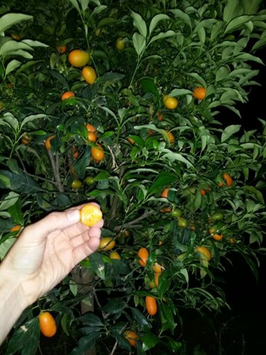 Mini Orange,  great after ride !