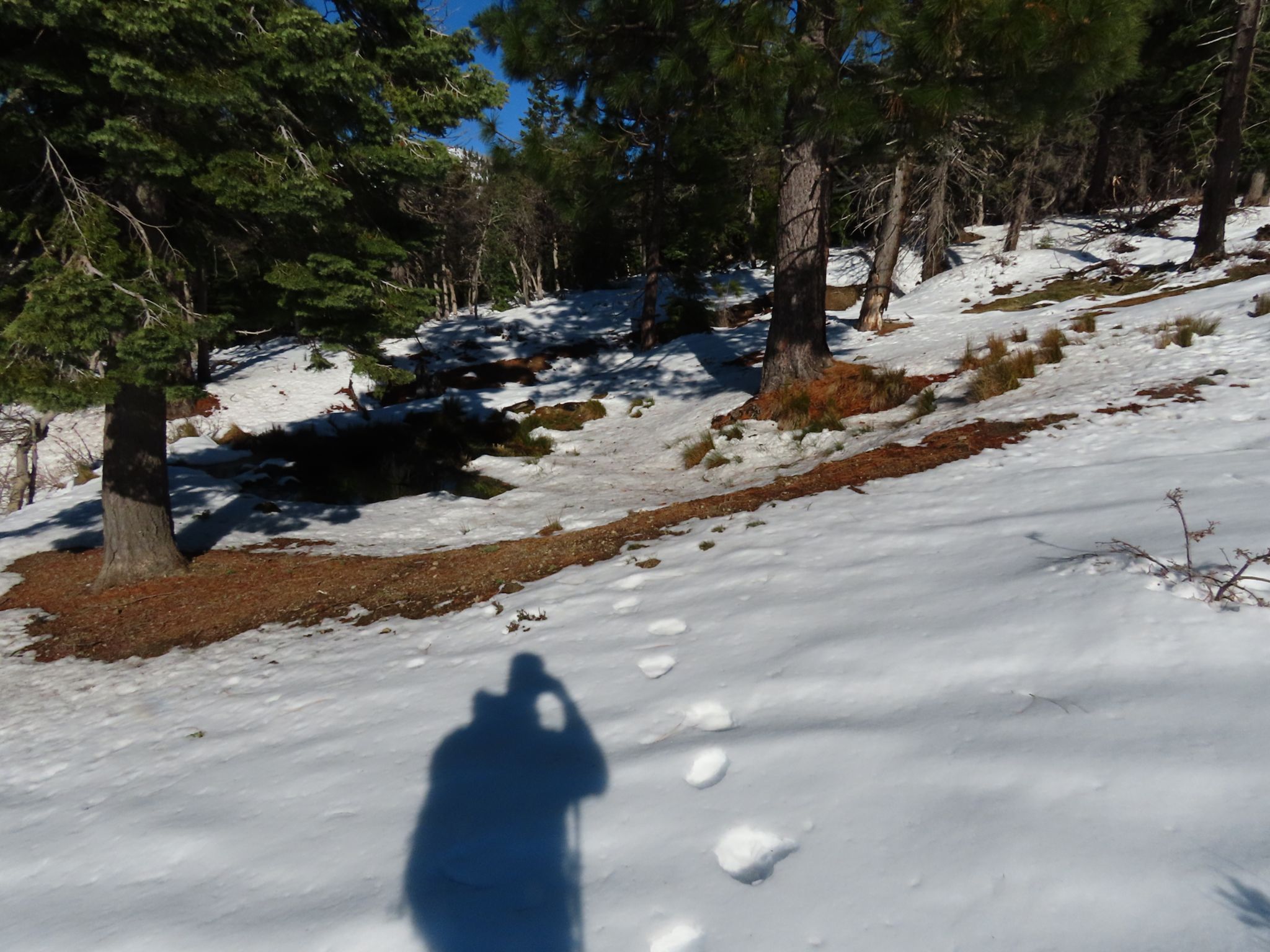 Bear tracks to the upper pond