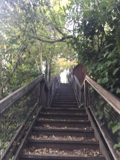 Wooden stairs in Piedmont.