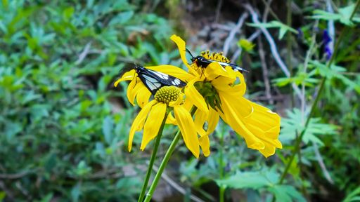 🥾 https://bit.ly/sanders-co-trail-2024