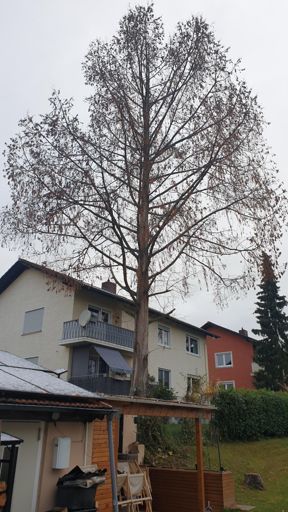 Mainz_ID24906_UM_Effenspitze 3