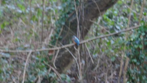 Leider etwas unscharf, der Bursche. 😬