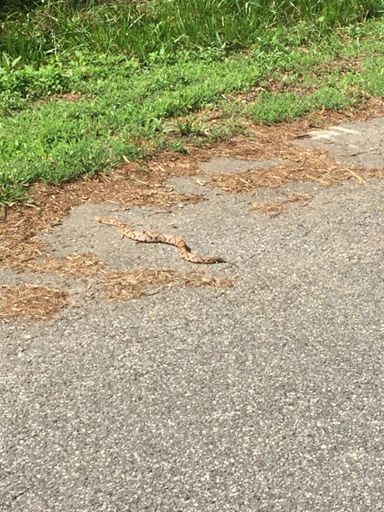 Really don’t like you Mr Copperhead