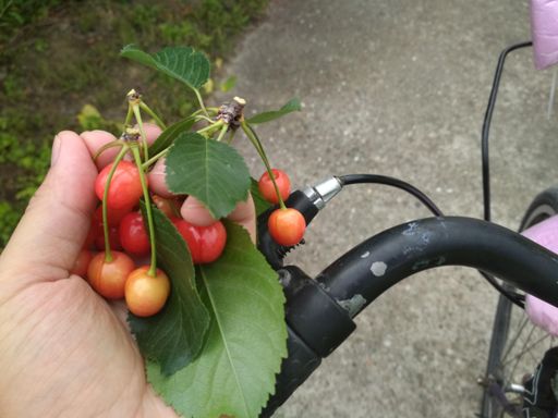 Рву зелёную вишню на ходу. Отлично утоляет жажду