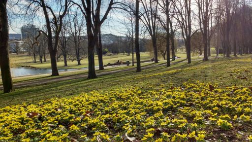 Die ersten Blümchen im Park