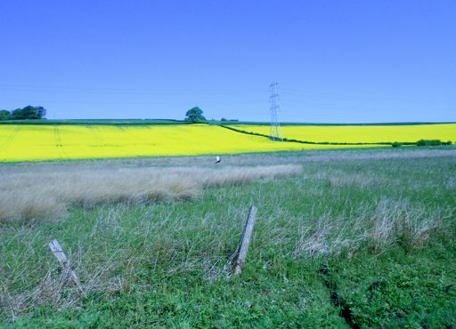 Rape seed fields from cycle path