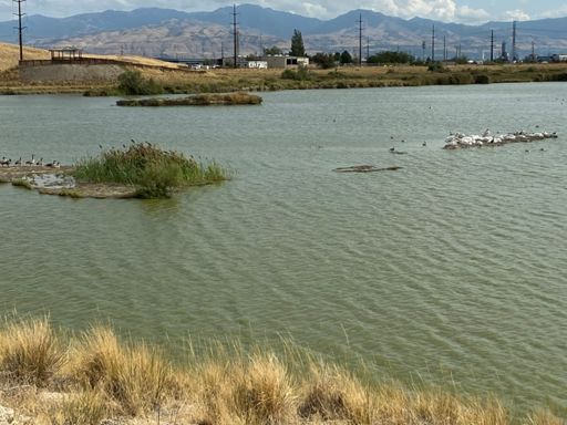 Pelicans Vs. Geese:  The quackening.