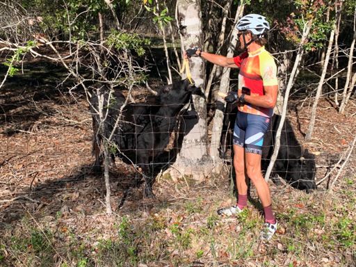 Pitt stop 🛑 feeding the cows 🐄 bananas 🍌 breakfast 😂😂