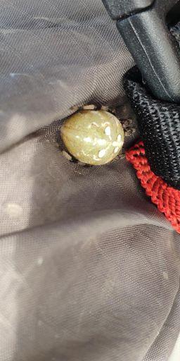 Такой вот паучара  сидел  на бауле.