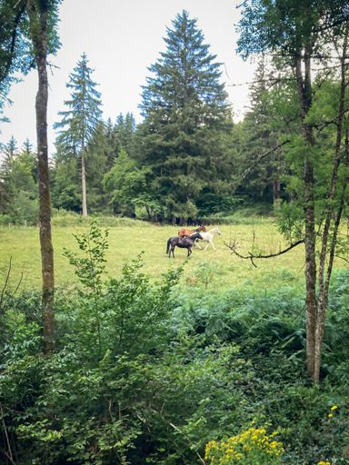 Kijk eens hoe mooi dit zwarte, witte, en bruine paard in harmonie leven. Daar moet toch wel een allegorische motivatieposter van te maken zijn.