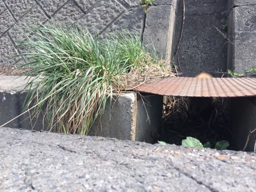 おわかりいただけただろうか。
日本アナグマなるものらしいです！