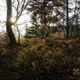 Champ de brimbelliers