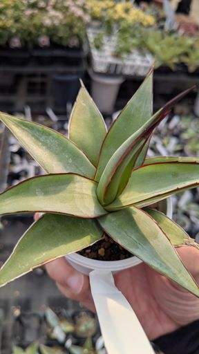 葉っぱがスベスベしてて気持ちいいチャザロイ