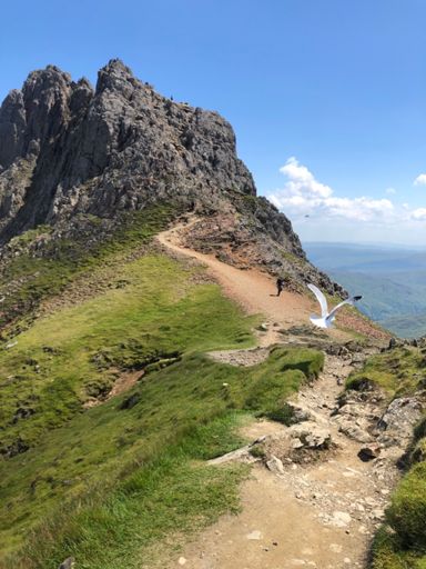 Des mouettes en montagne !