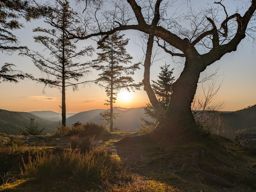 Pierre-piquée Derzognier