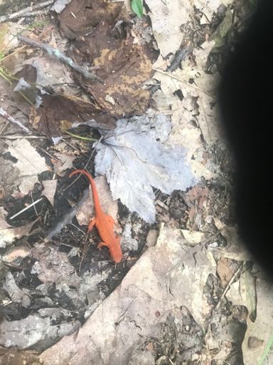 I think it’s an eastern spotted newt correct me if im wrong