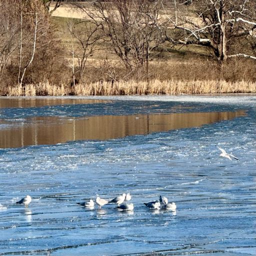 Seagulls on ice. Think they used to migrate for winter?
