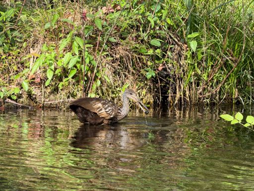 Limpkin eating a muscle 