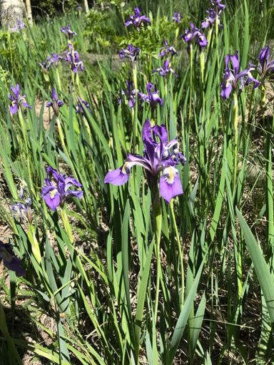 Today belongs to Iris