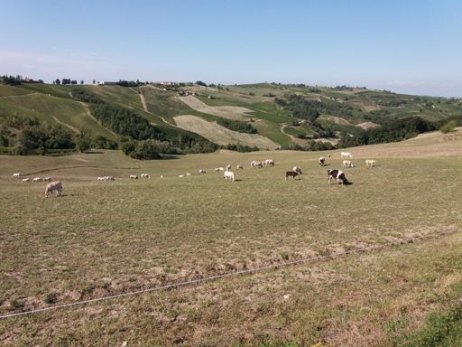 Questa collina è peggio della Binasca di notte 🤔