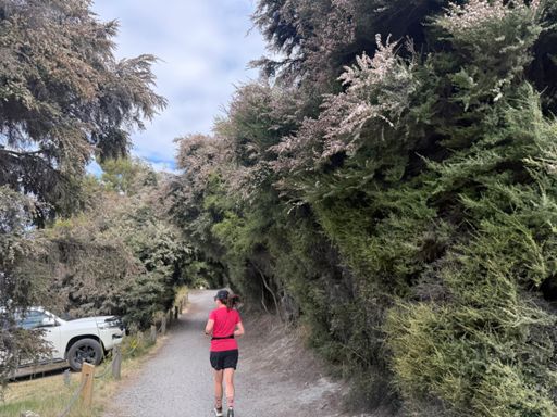 Kanuka still blooming!