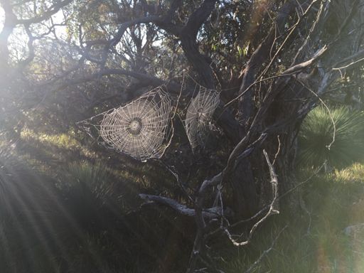 Spider-Woman was here