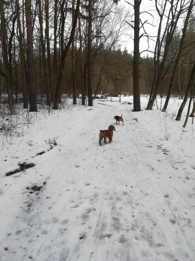 Сегодня с усиленной охраной, два охотника
