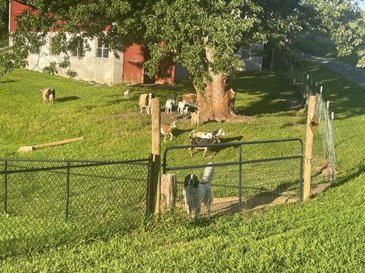 Stayed at an AirBnB on first night with LOTS of goats and a sheep dog. The goats were all running over to the fence as I came up the driveway.