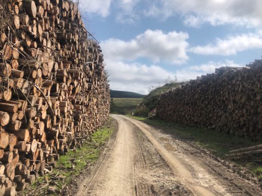 hella log stacks on show today