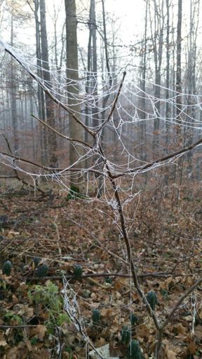 Es ist kalt im Wald...