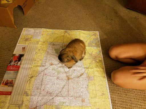 Jaggy set a record for fastest bunny crossing the state of Alabama. Then she came back to sit in the middle of the state.