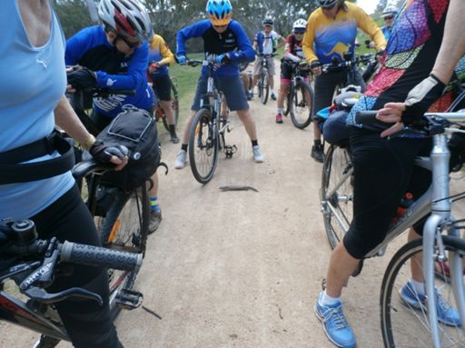 Waiting for a blue tongue lizard to cross the road.