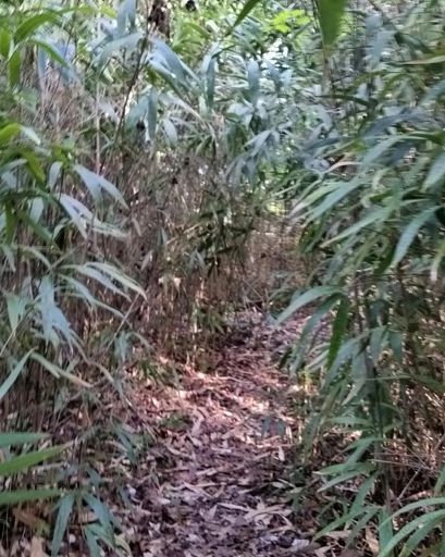 Bamboo trail above the summit.