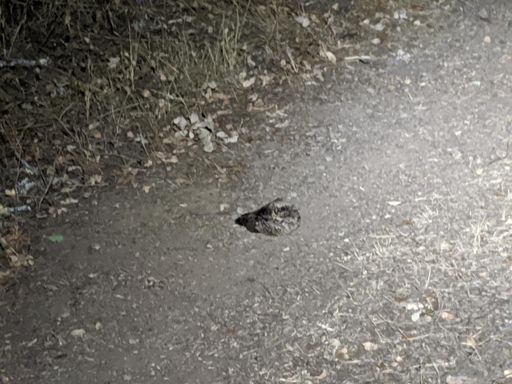 First time seeing these weirdo birds. I'd see their glowing eyes on the road ahead of me. They wait until you get close, then they seem to go for your light as you ride by.