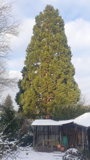 Hofheim am Taunus_ID23765_BM_Cimbernstr. 6.jpg