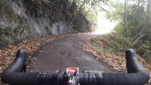 Al final del asfalto, parece un bosque encantado