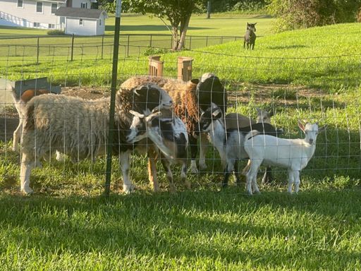 Stayed at an AirBnB on first night with LOTS of goats and a sheep dog.
