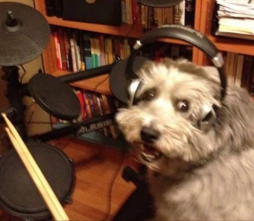 Tilly was a good dog/bear hybrid. She was good at the drums too. But she’s dead and lives in a container on a shelf now. She’s currently way better behaved and quieter than Benson is. 