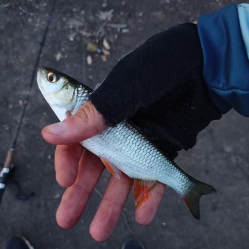 Гола́вль (лат. Squalius cephalus) — пресноводная рыба из семейства карповых. Достигает в длину 80 см, масса до 8 кг. Массивная голова чуть-чуть приплюснута сверху, лоб широкий, чешуя достаточно крупная. Питается летающими насекомыми, молодью раков, рыб, лягушек.